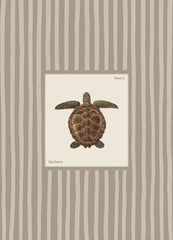 Vintage Sea Turtle Print