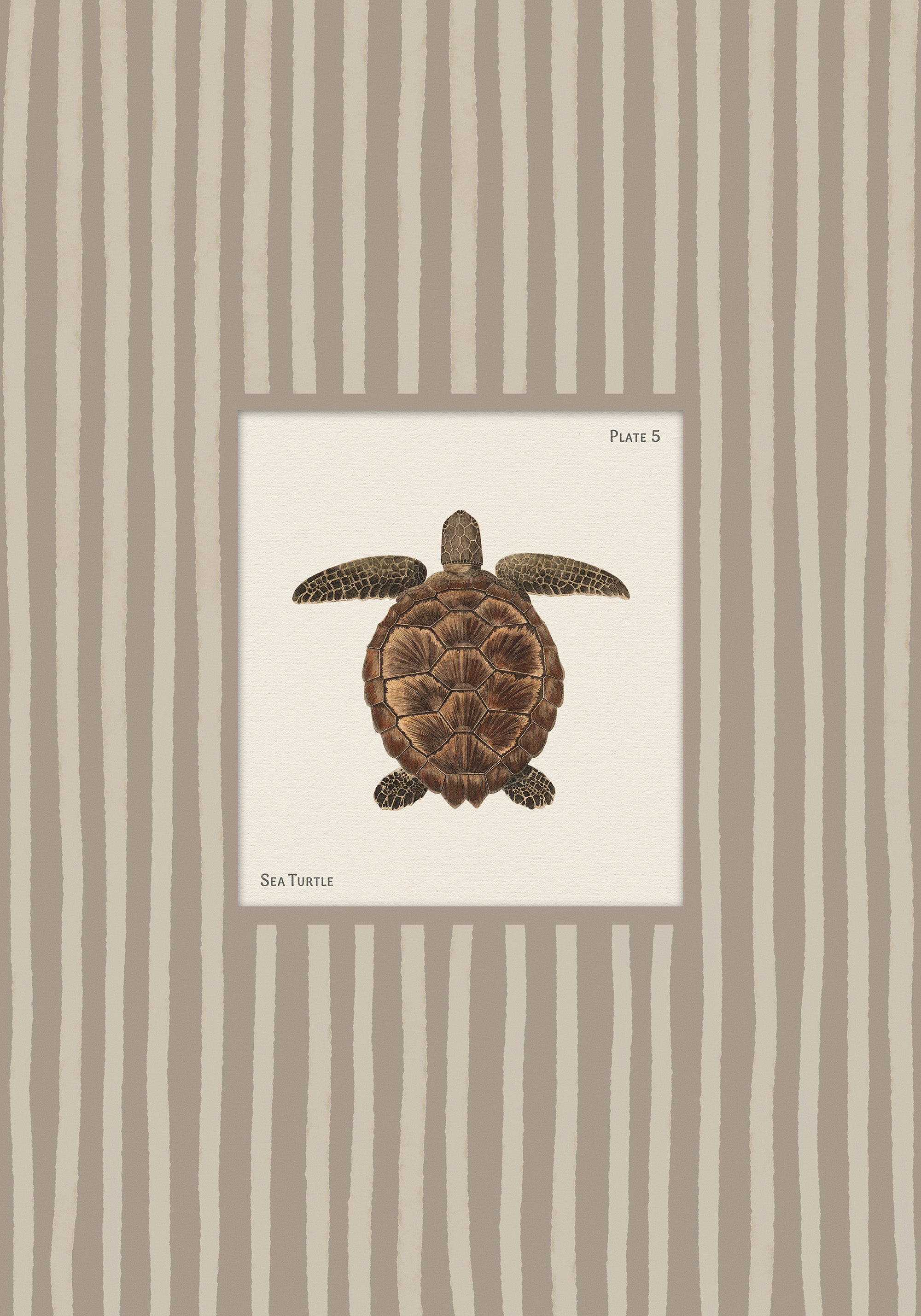 Vintage Sea Turtle Print
