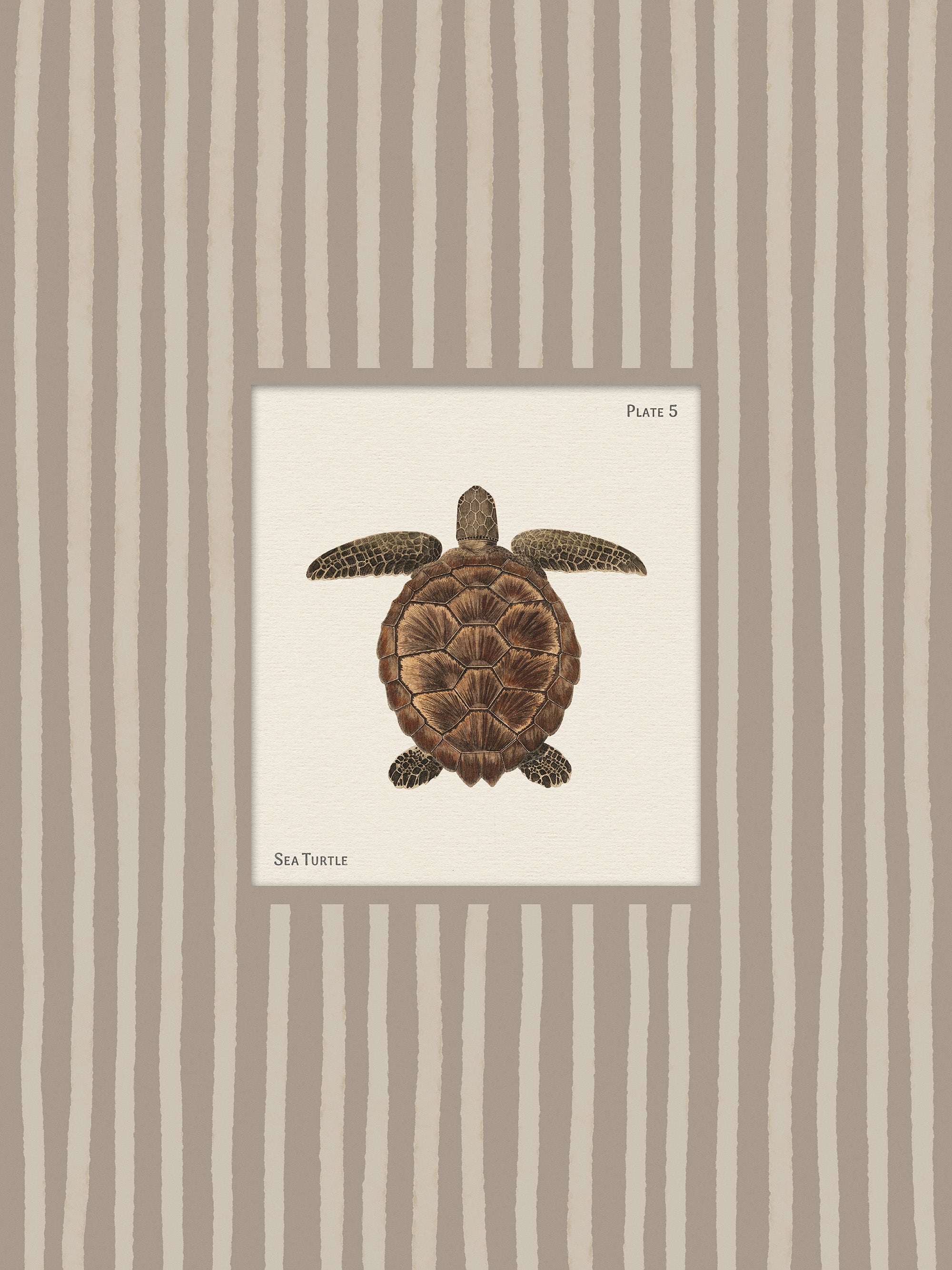 Vintage Sea Turtle Print