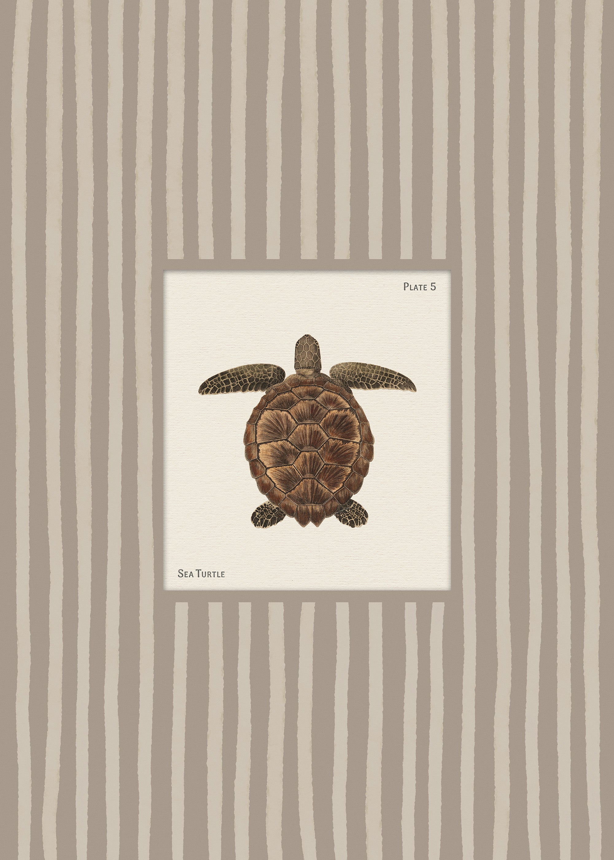 Vintage Sea Turtle Print