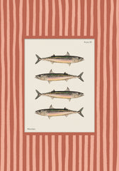 Vintage Mackerel Print