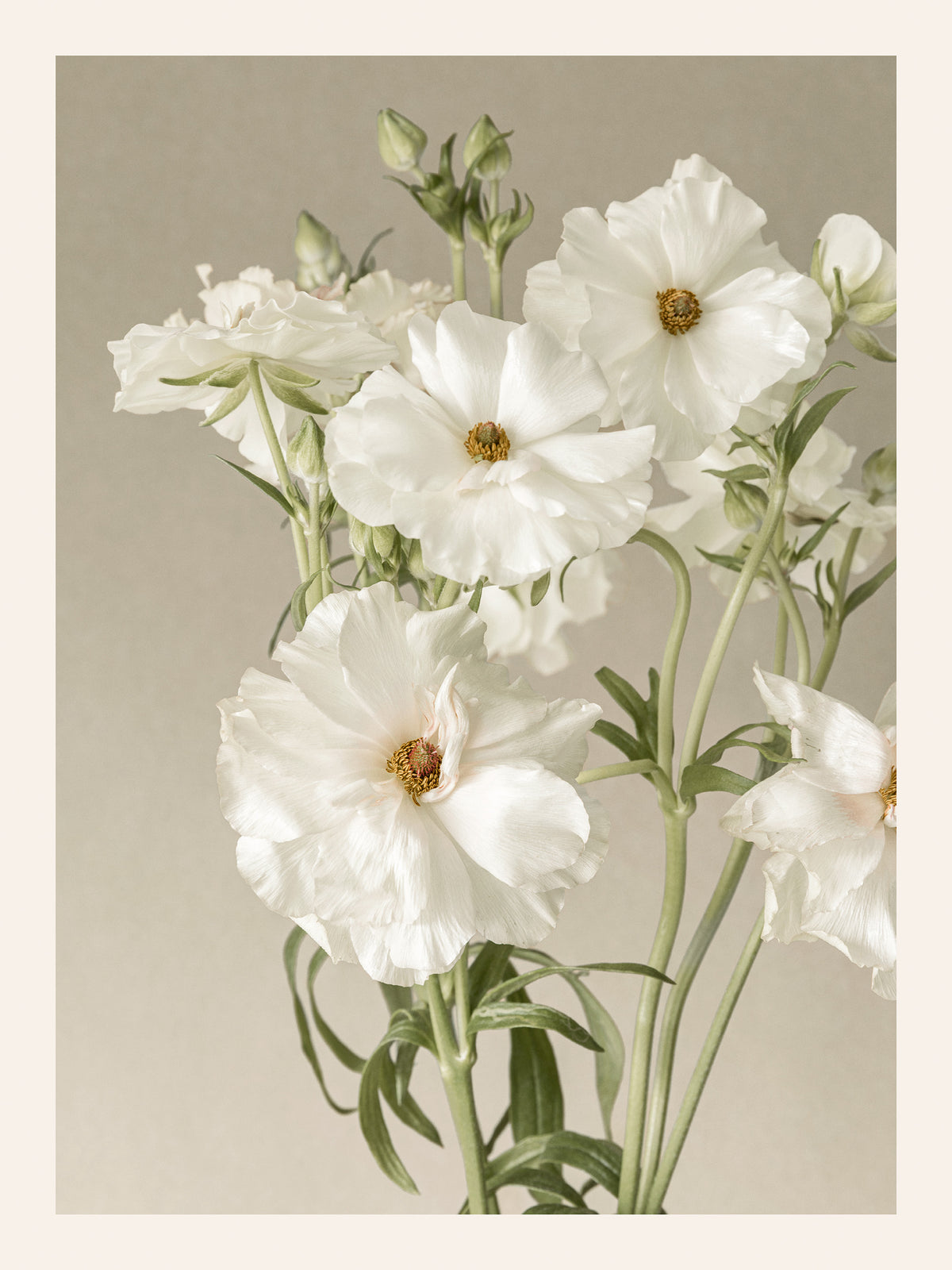 Ivory Cosmos Print