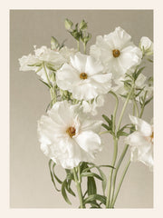 Ivory Cosmos Print