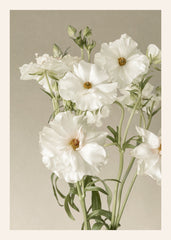 Ivory Cosmos Print