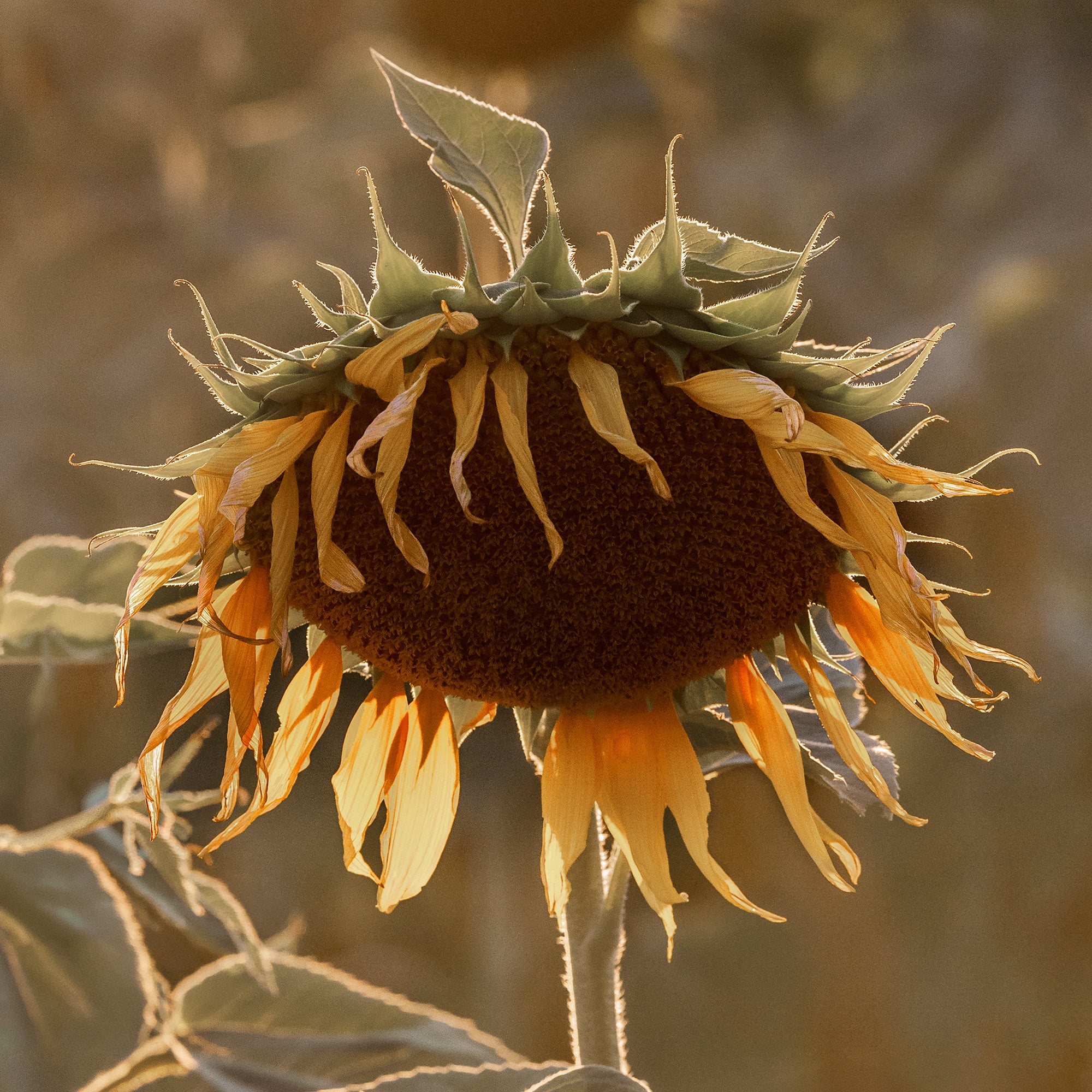 Sunflower on Field Print