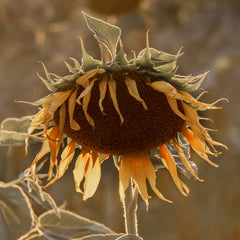 Sunflower on Field Print