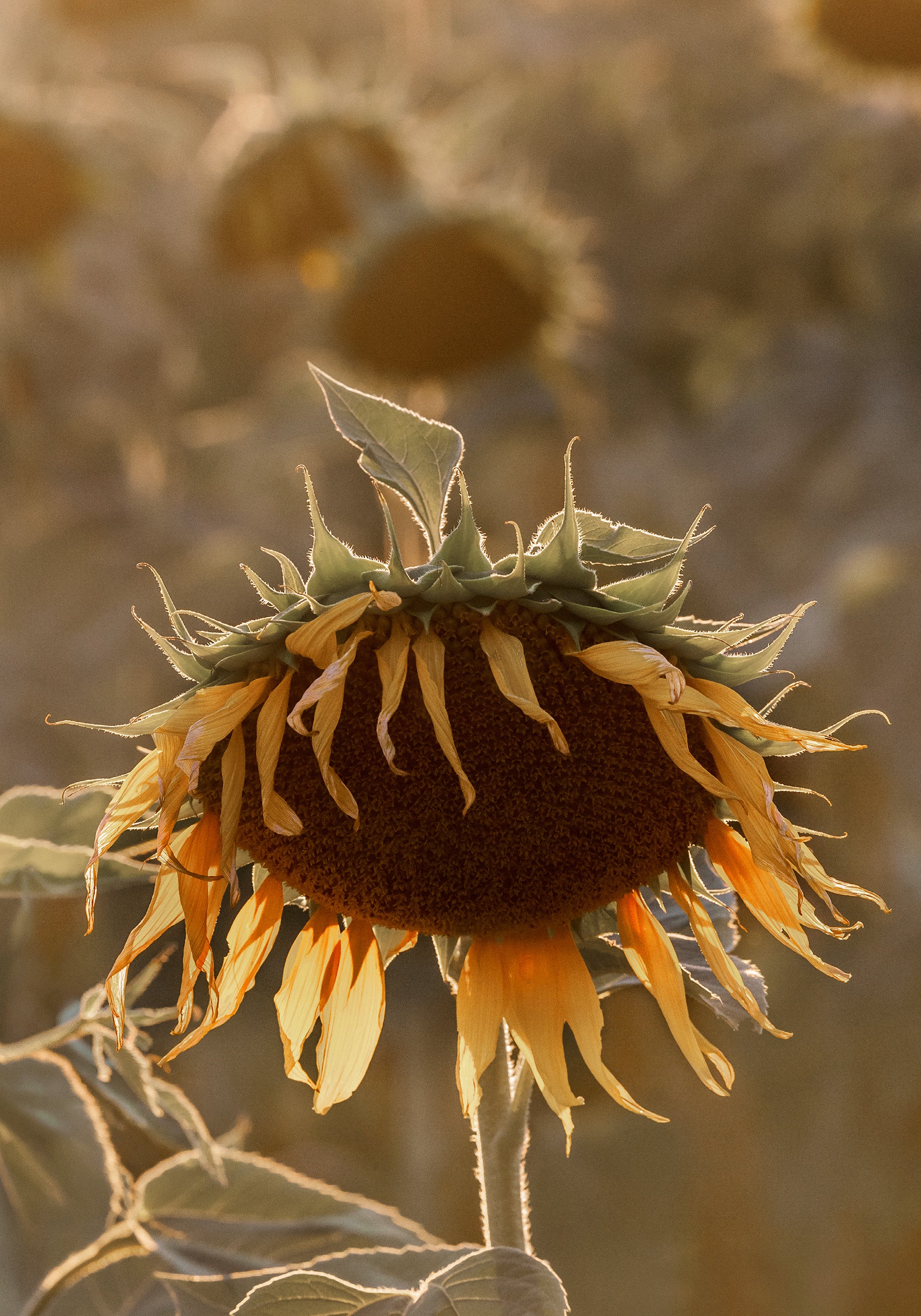 Sunflower on Field Print
