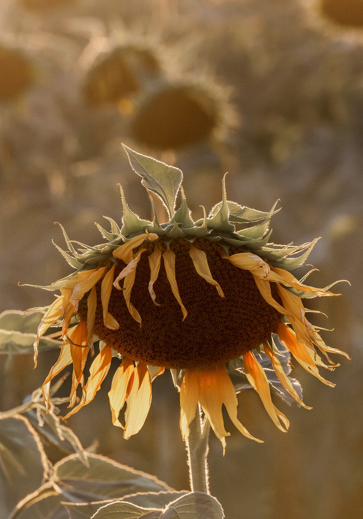 Sunflower on Field Print