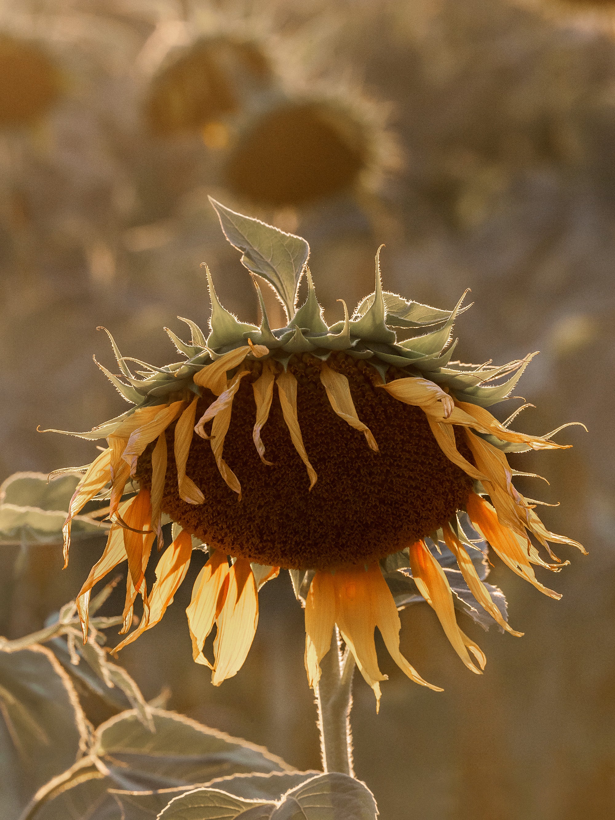 Sunflower on Field Print