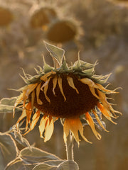 Sunflower on Field Print