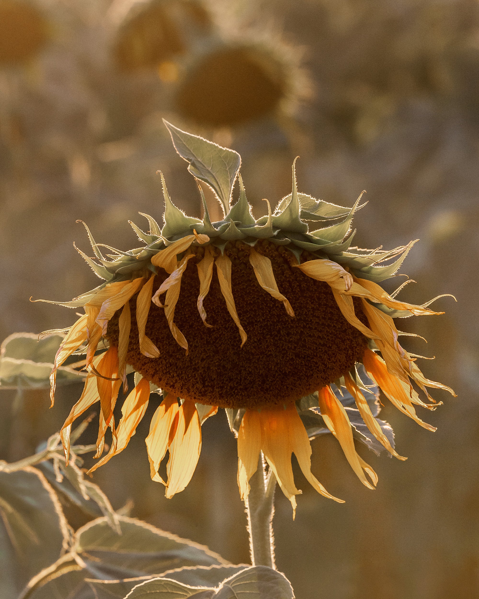Sunflower on Field Print