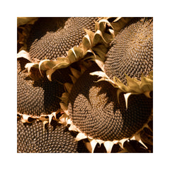 Ripe Sunflowers Print