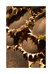 Ripe Sunflowers Print