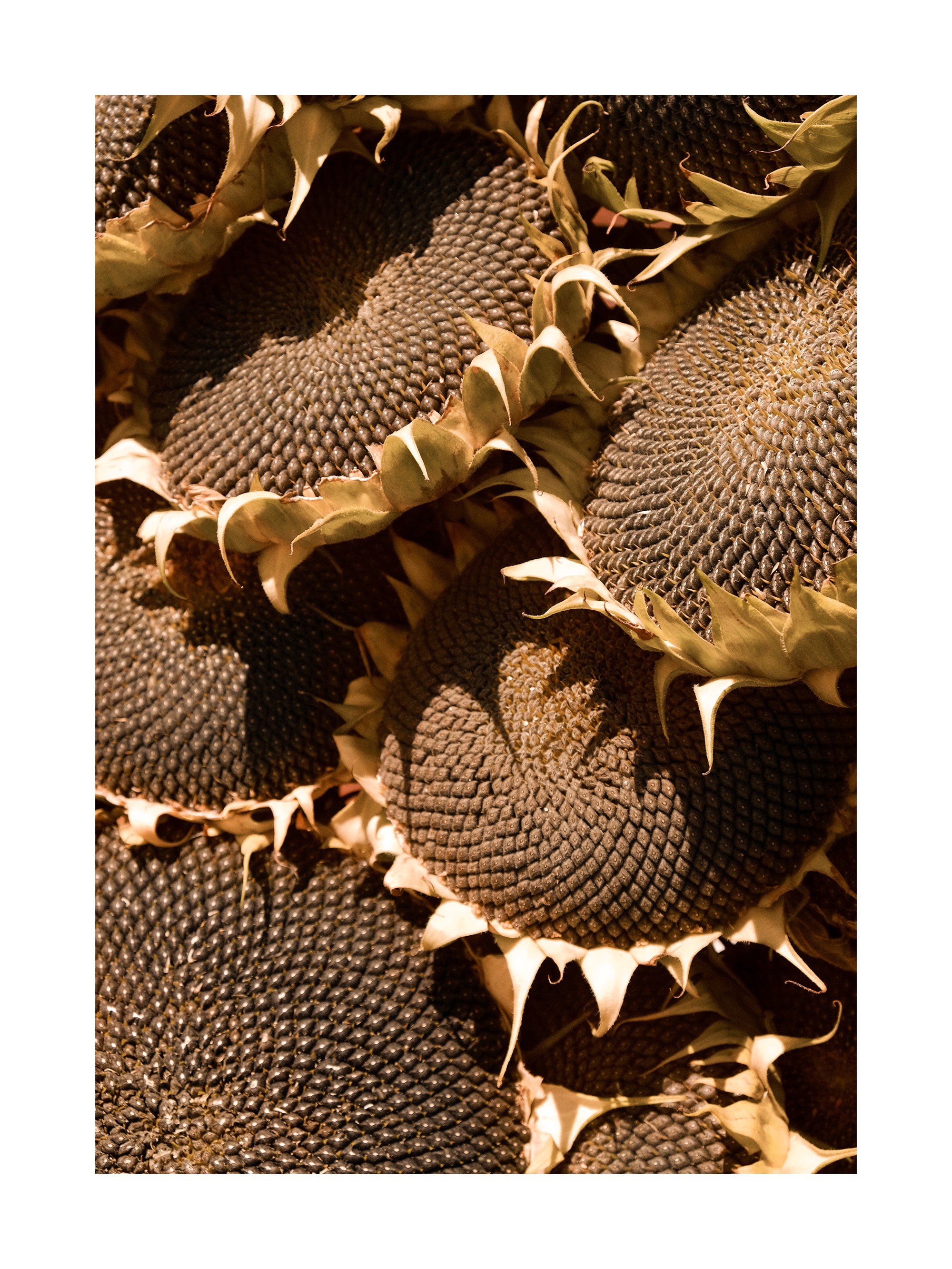 Ripe Sunflowers Print