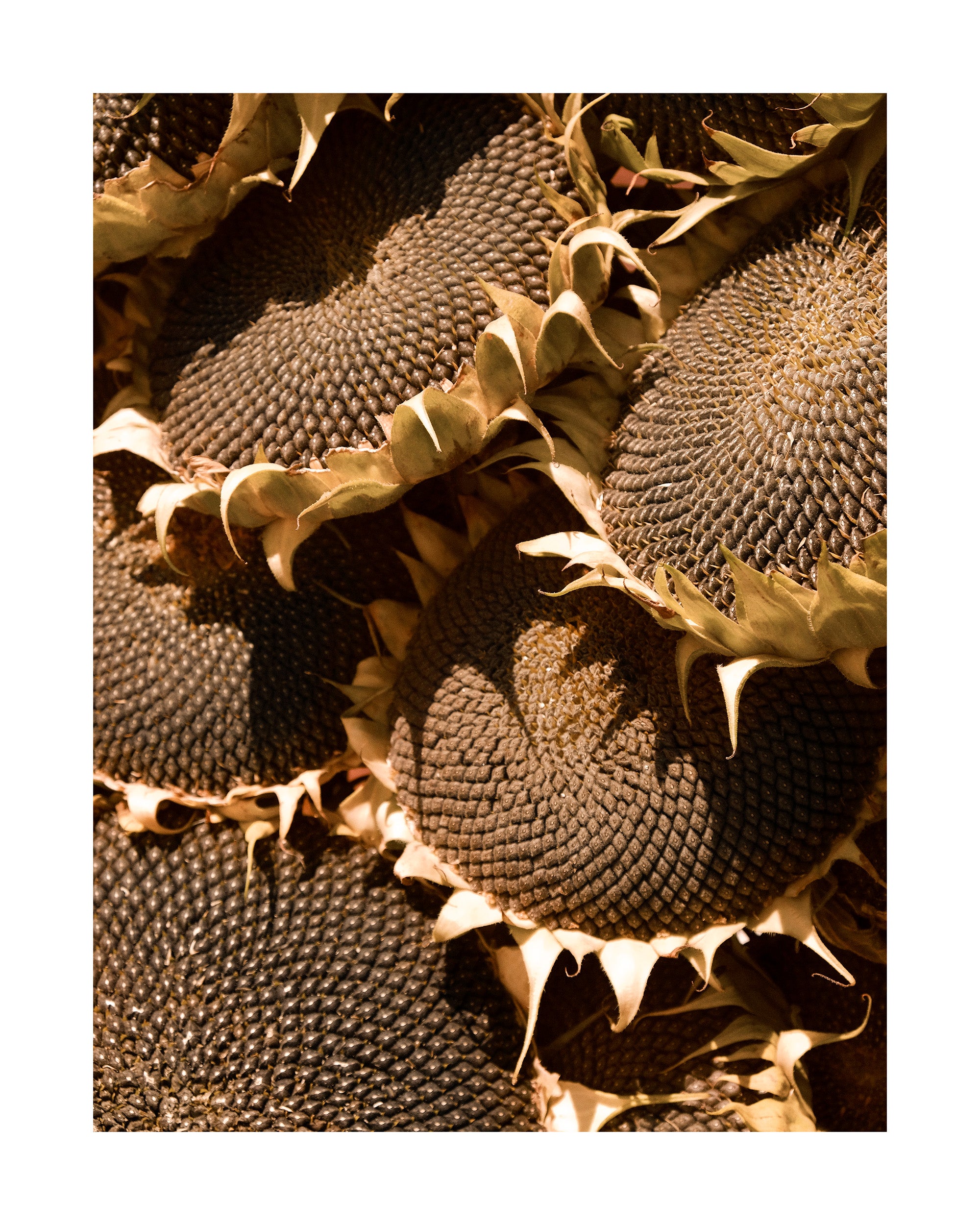Ripe Sunflowers Print