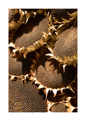 Ripe Sunflowers Print