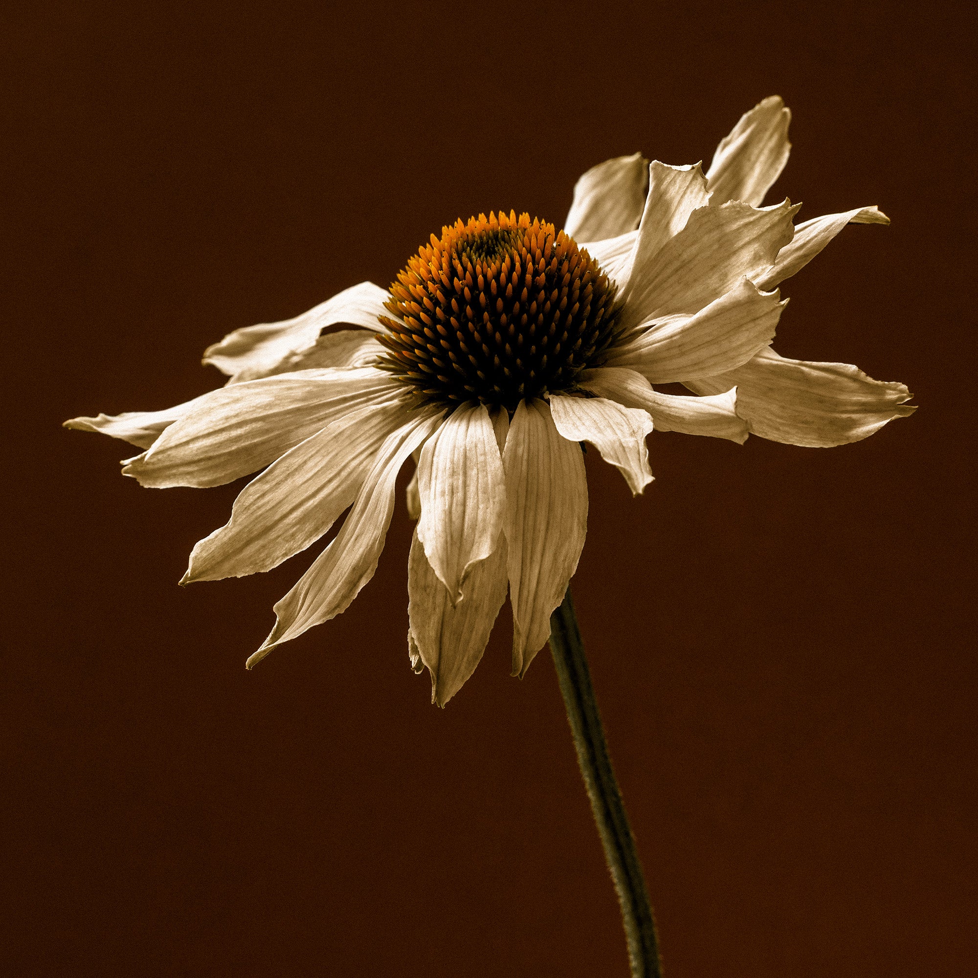 End of Bloom Print