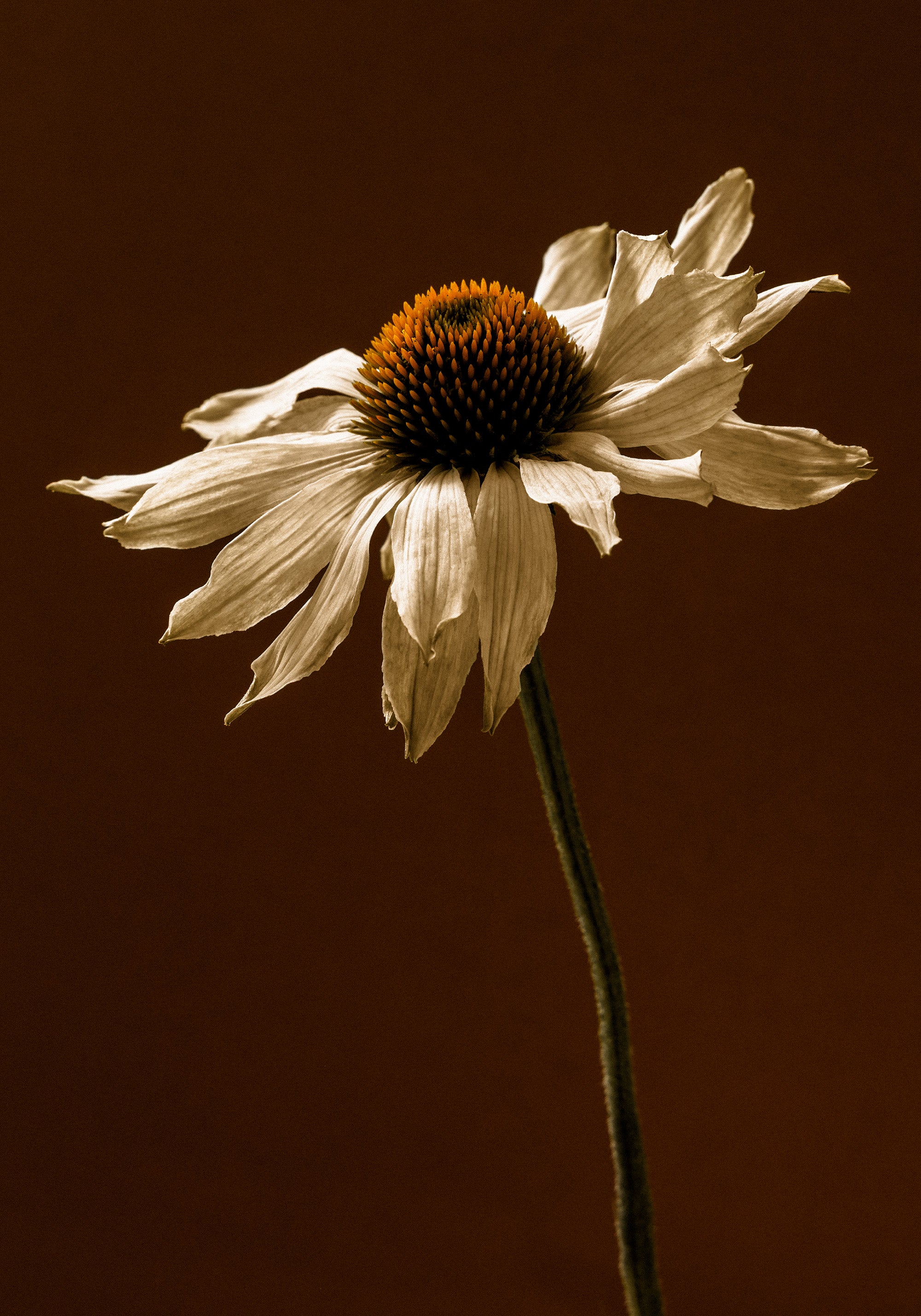 End of Bloom Print