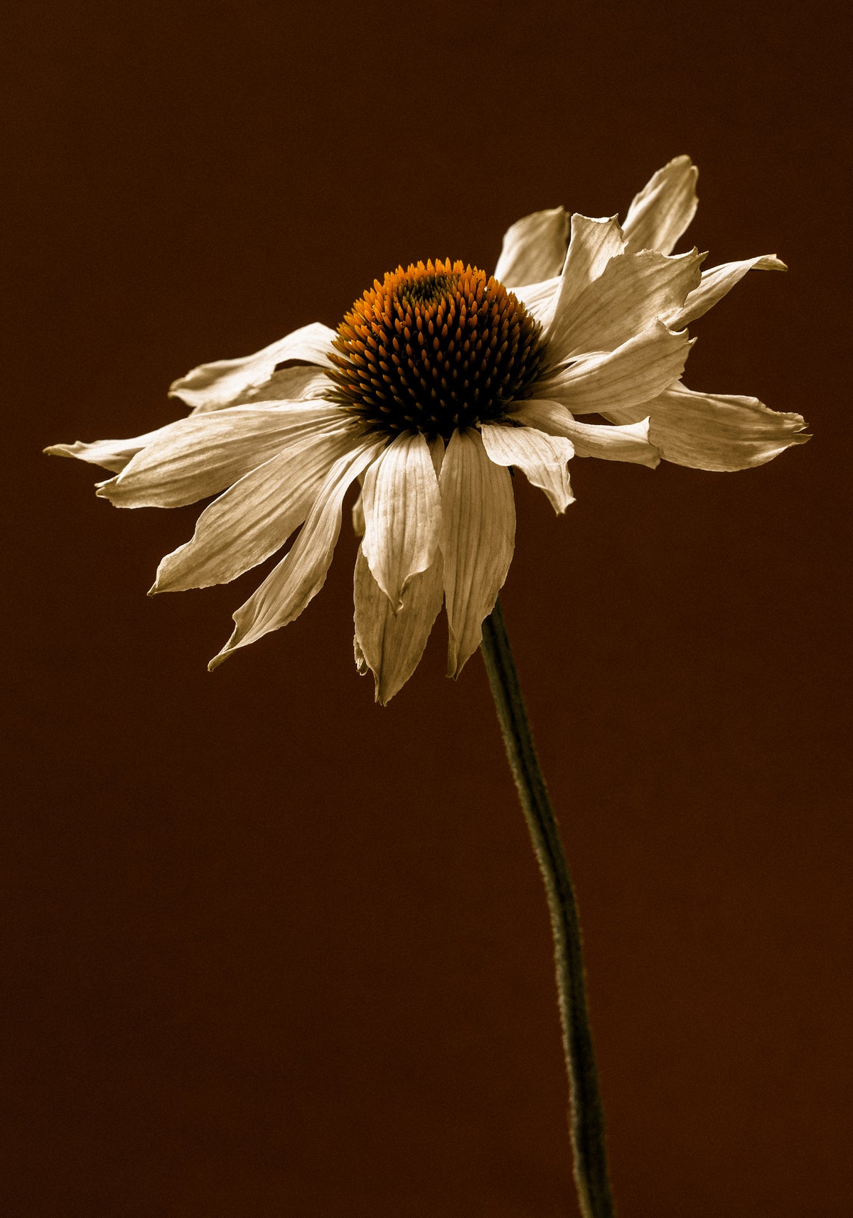 End of Bloom Print