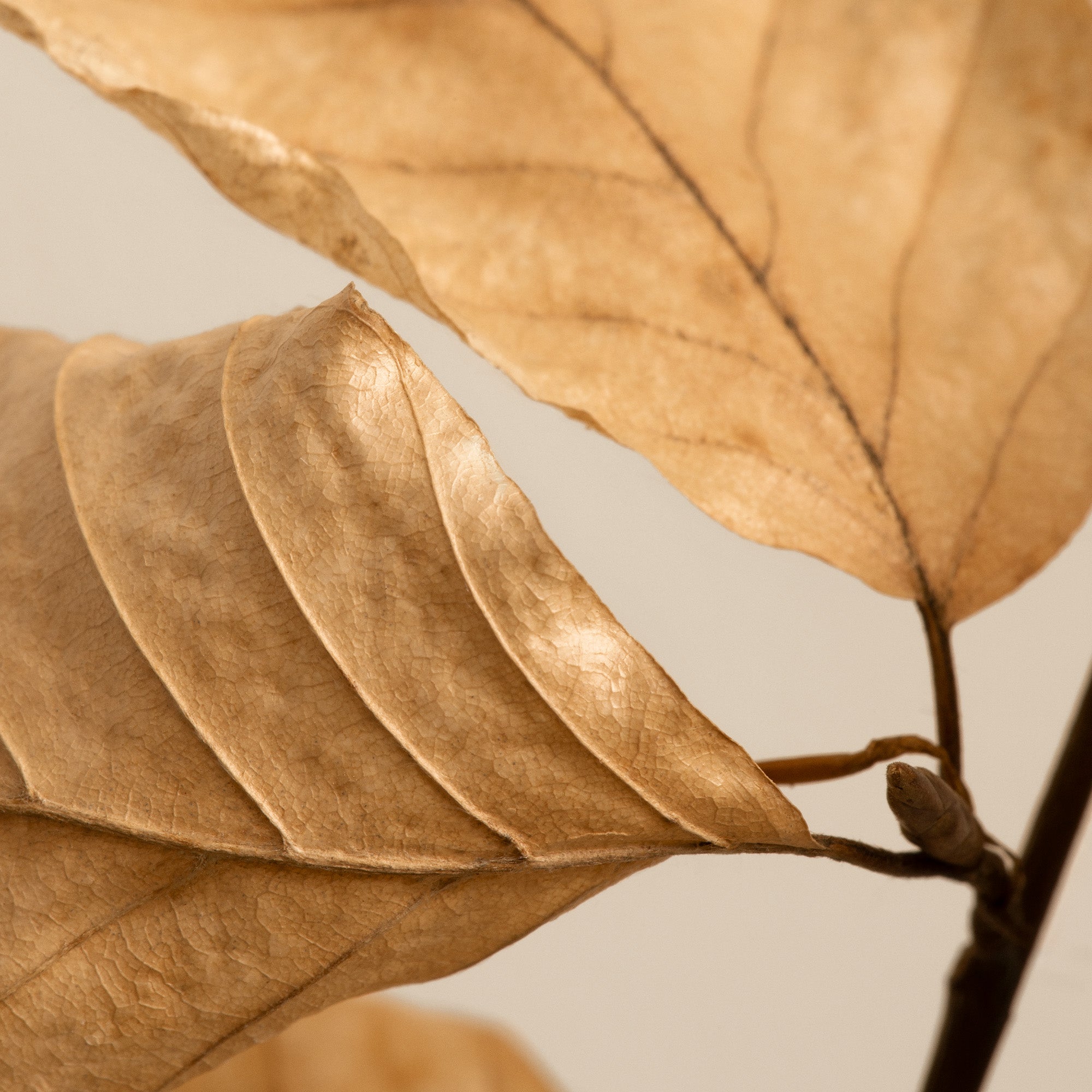 Fading Leaves Print