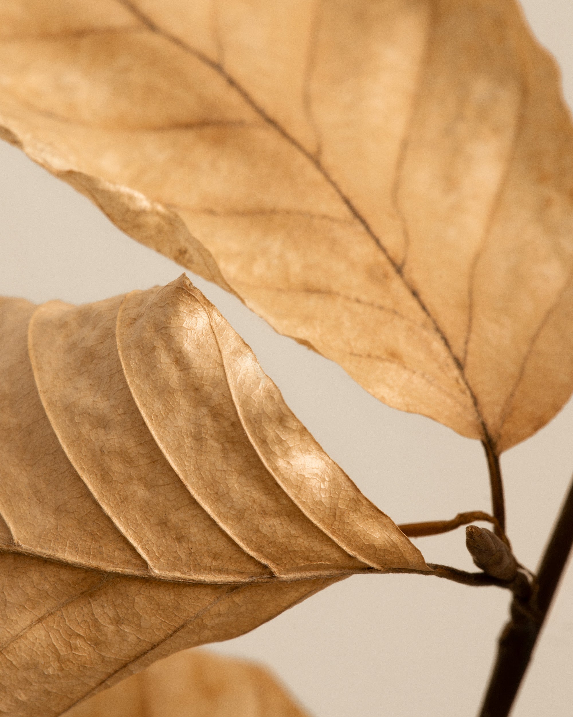 Fading Leaves Print