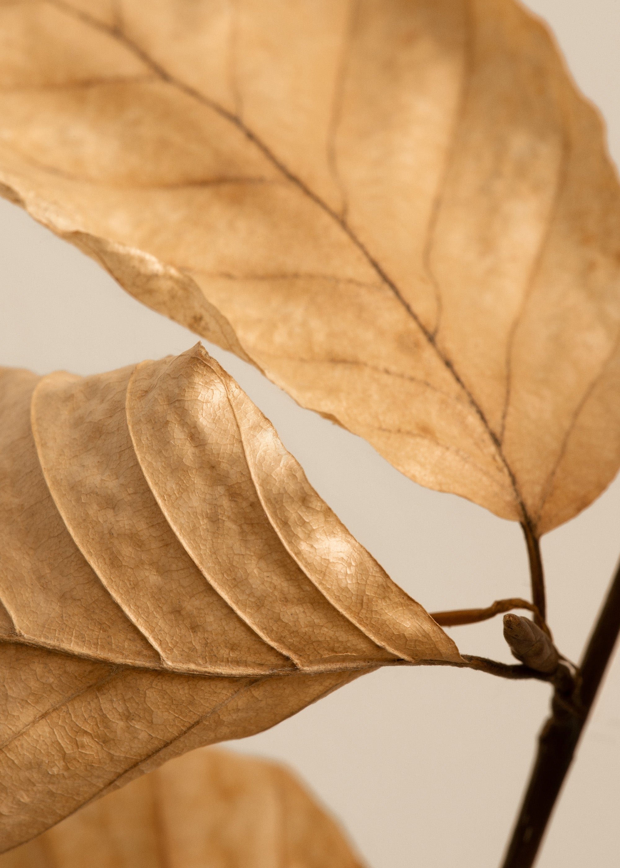 Fading Leaves Print