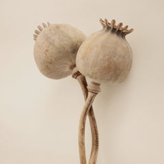 Dried Poppy Heads Print