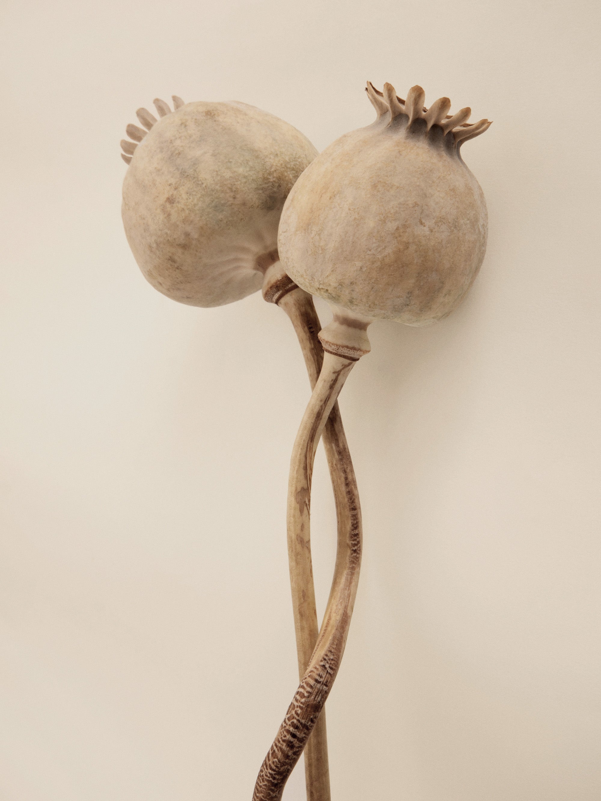 Dried Poppy Heads Print