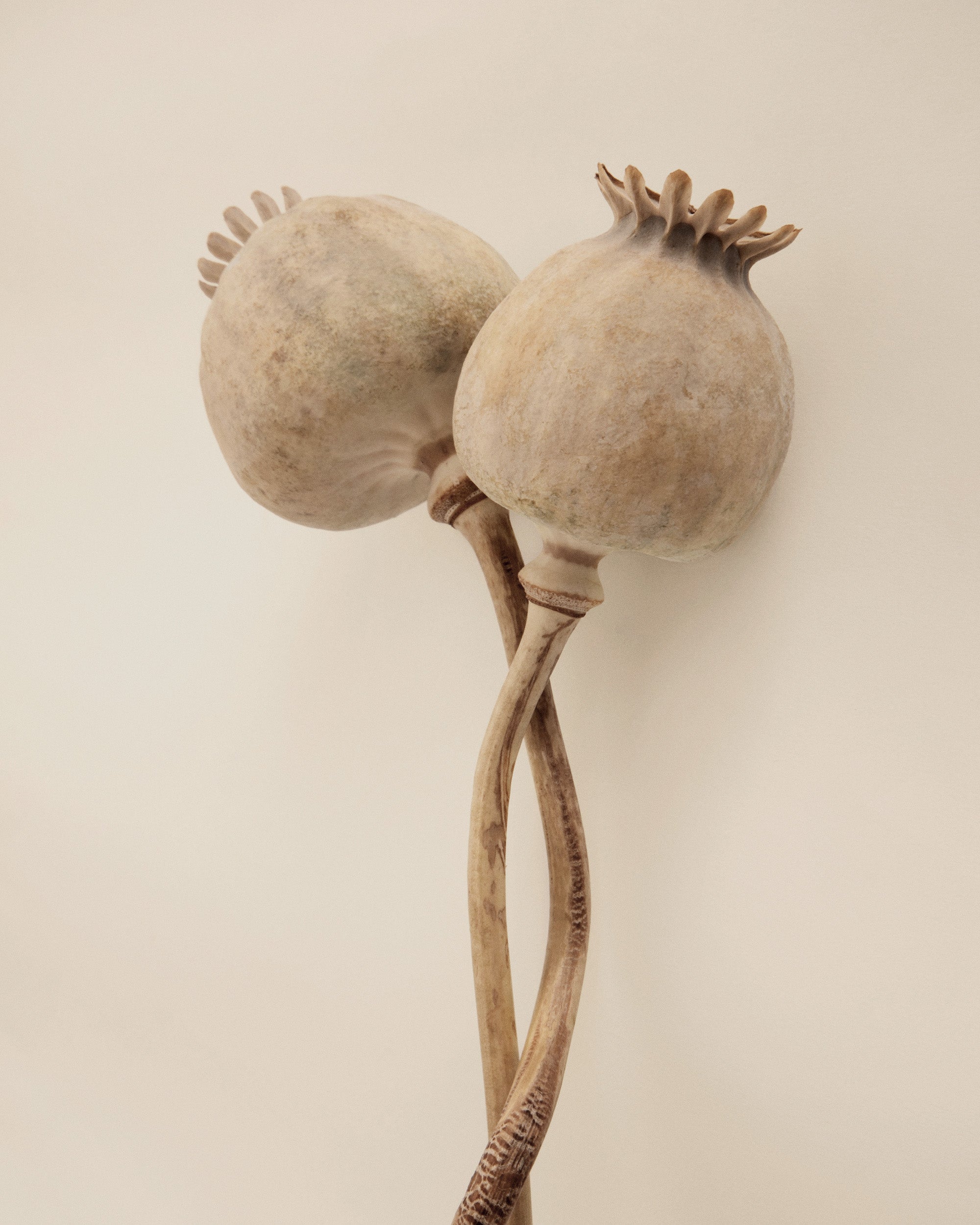 Dried Poppy Heads Print