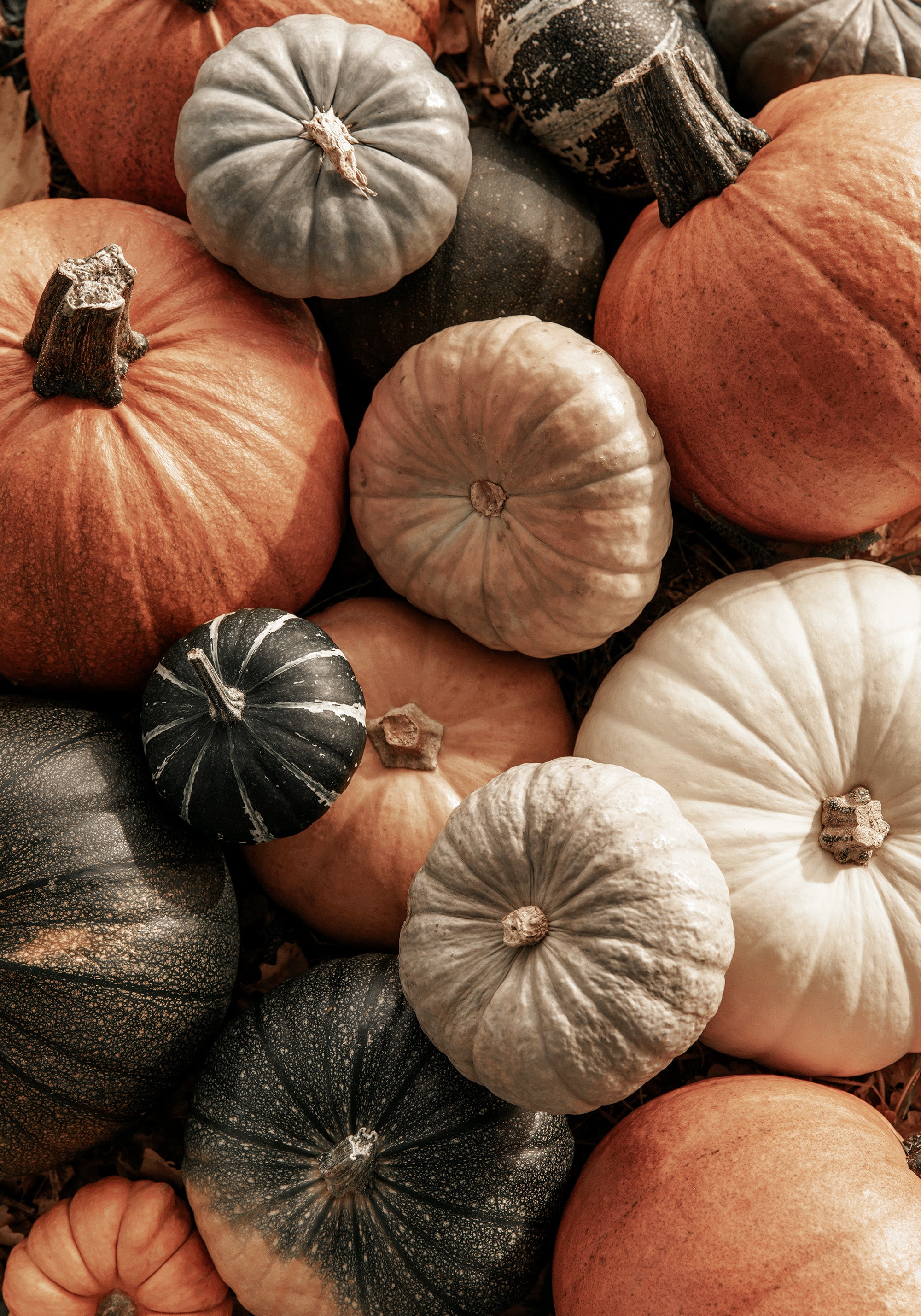 Mix of Pumpkins Print