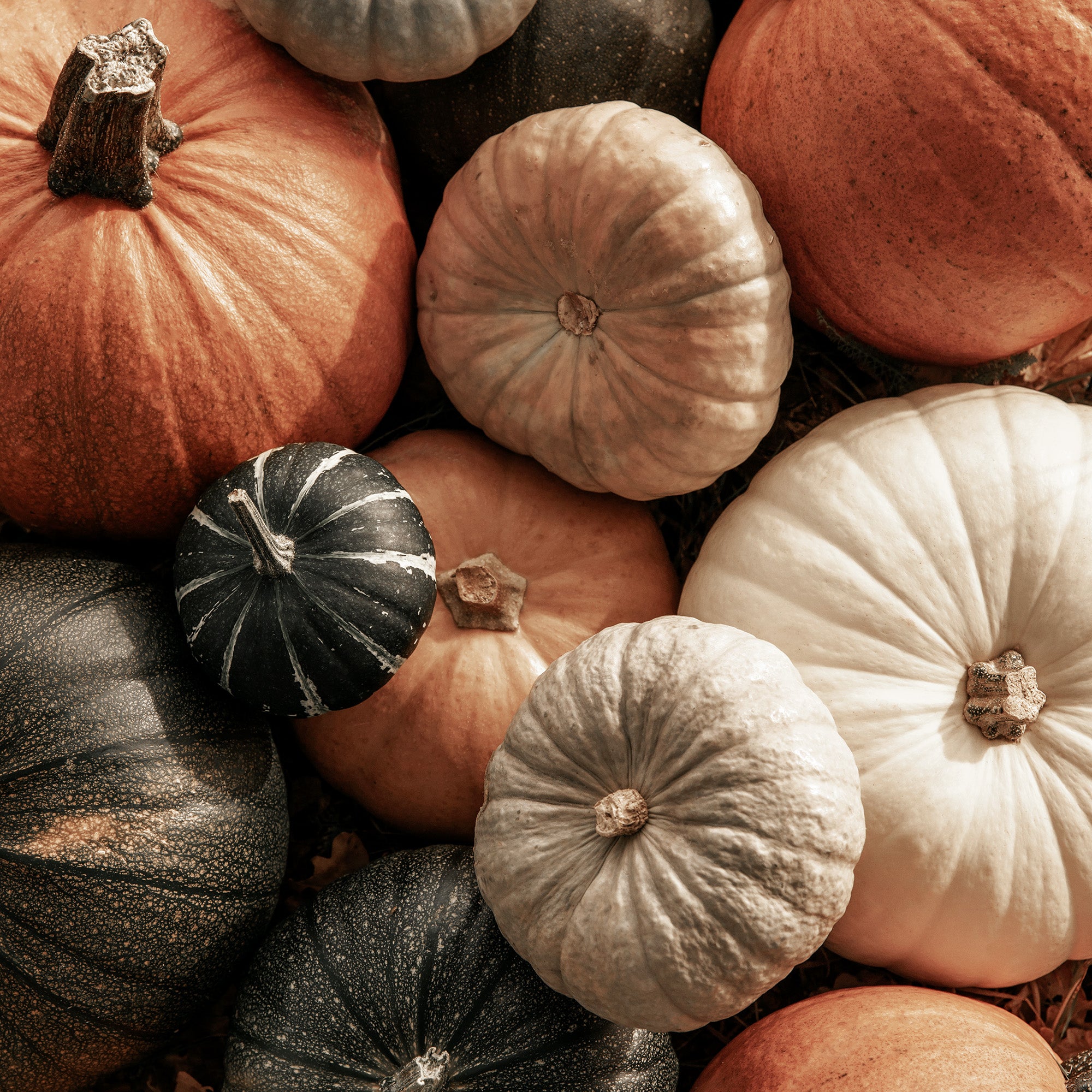 Mix of Pumpkins Print