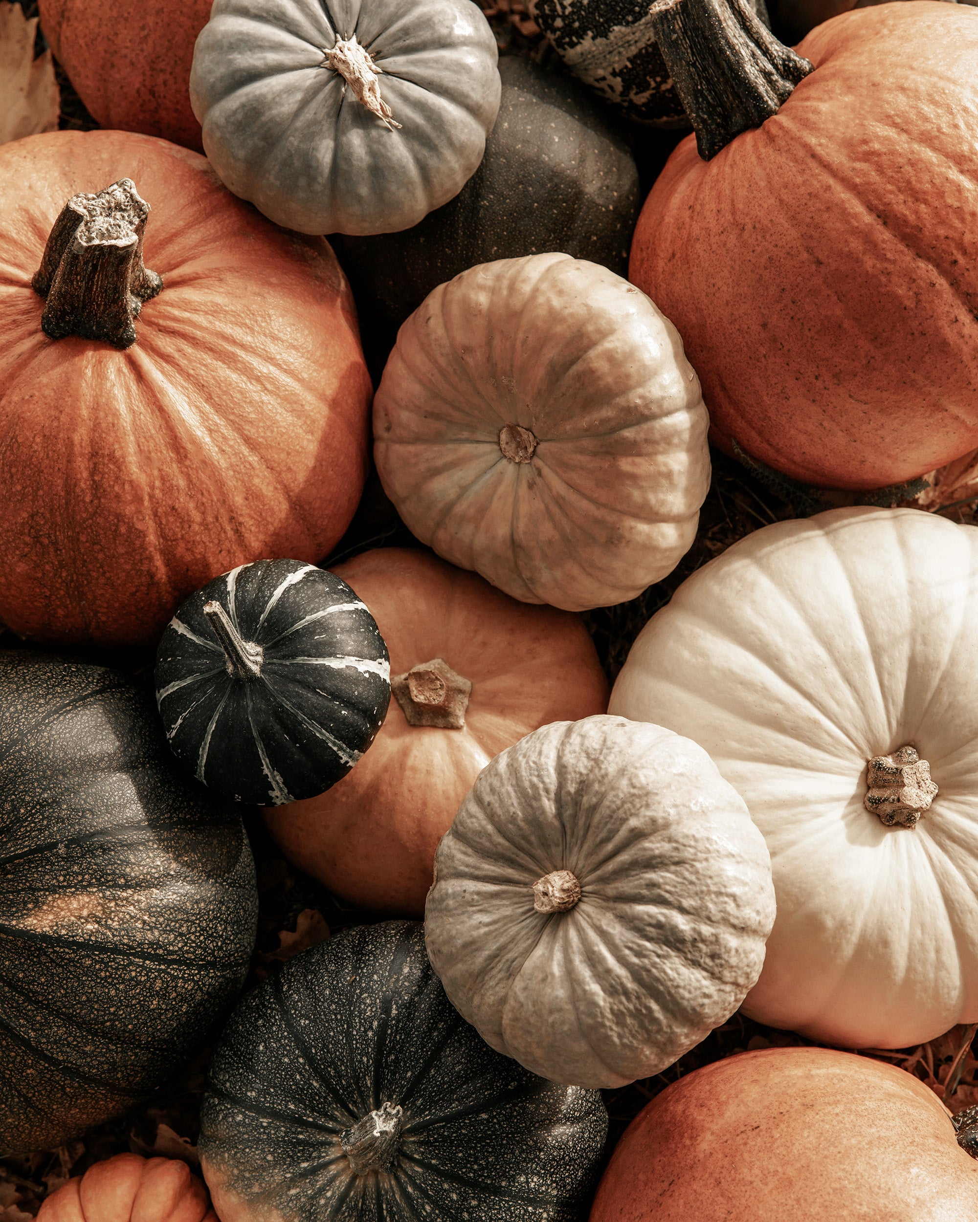 Mix of Pumpkins Print