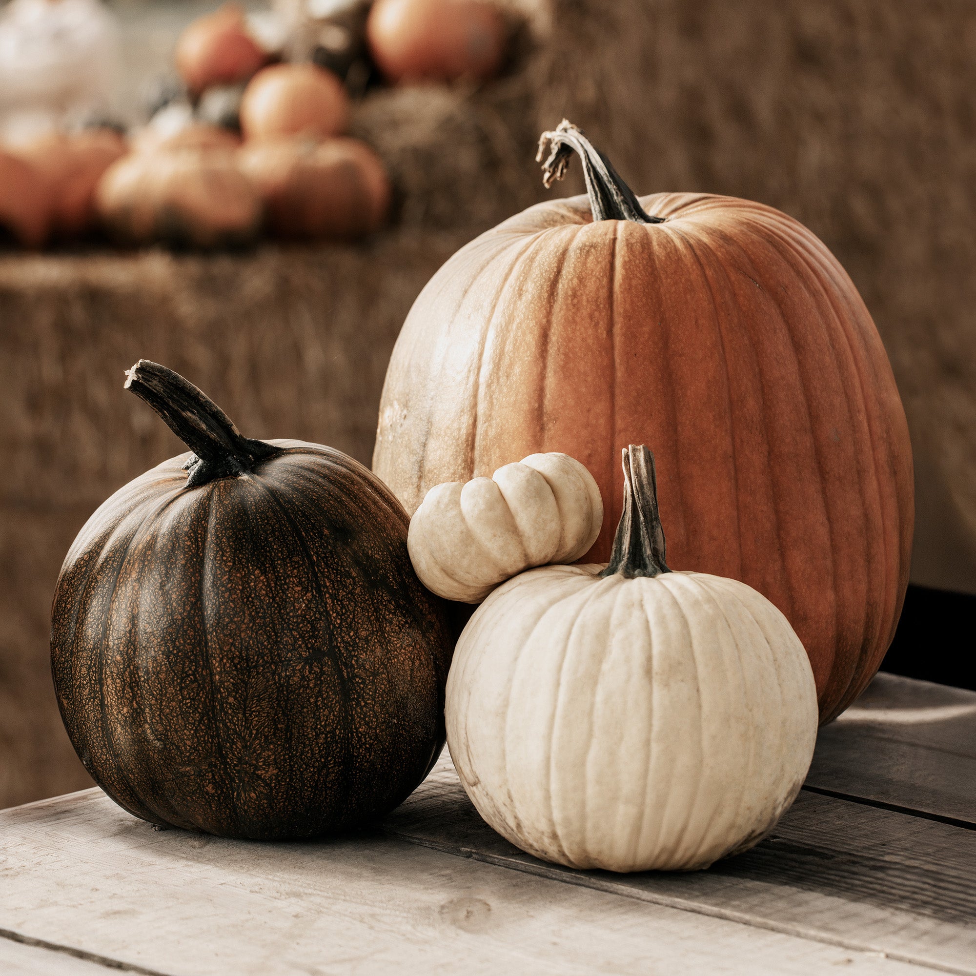 Pumpkin Variety Print