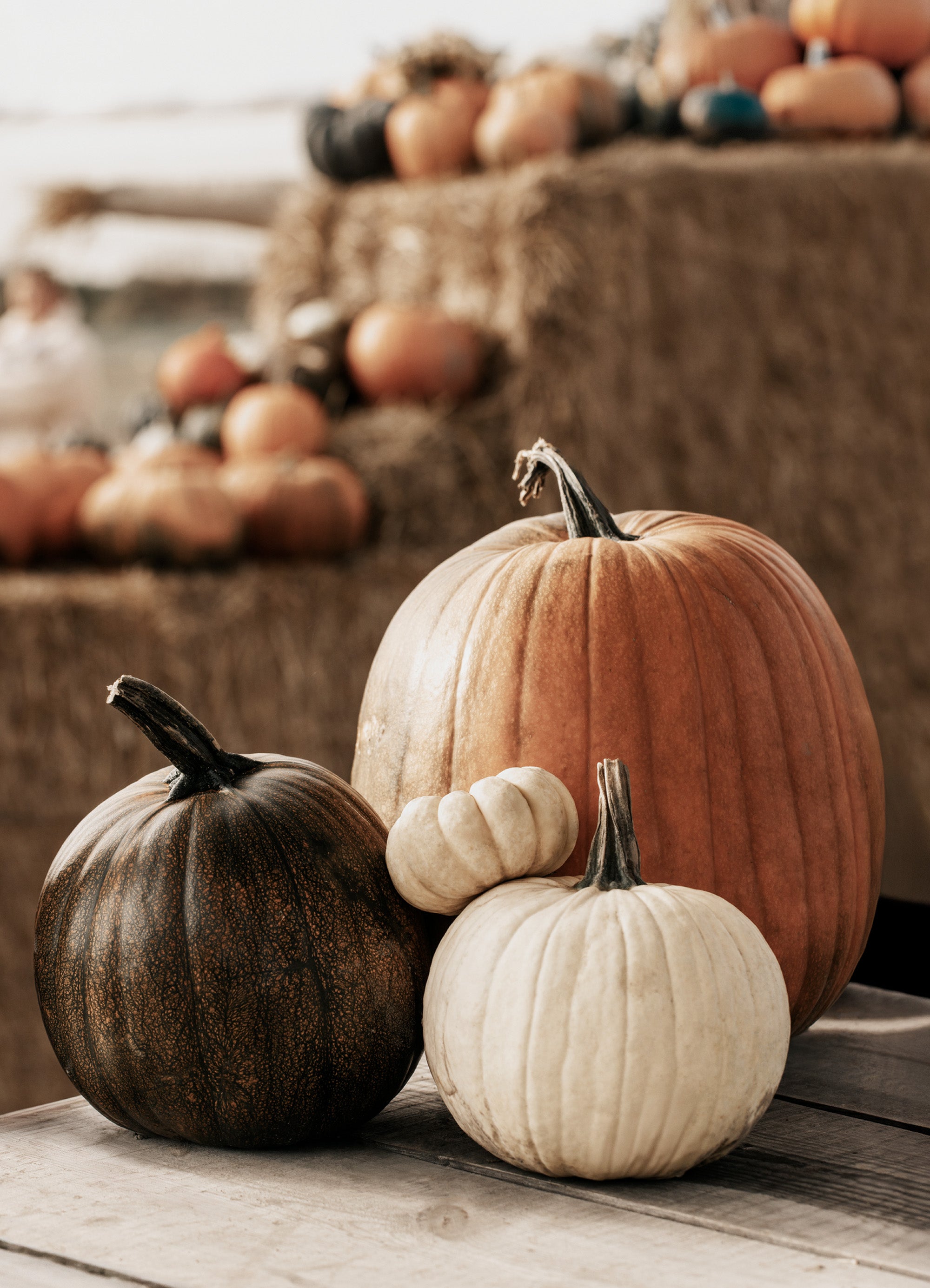 Pumpkin Variety Print