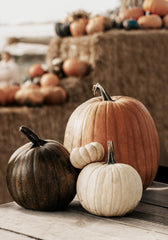Pumpkin Variety Print