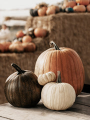 Pumpkin Variety Print