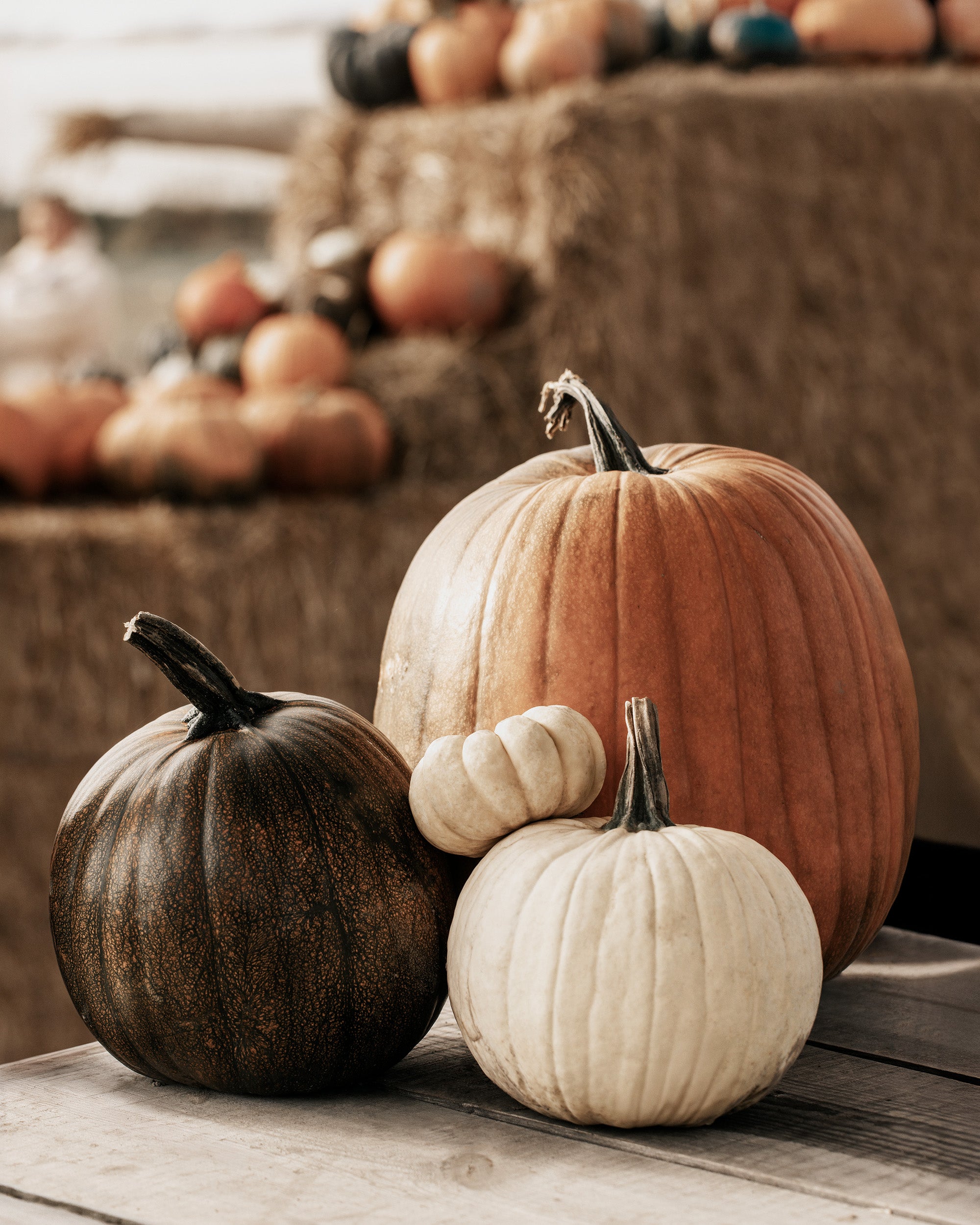 Pumpkin Variety Print
