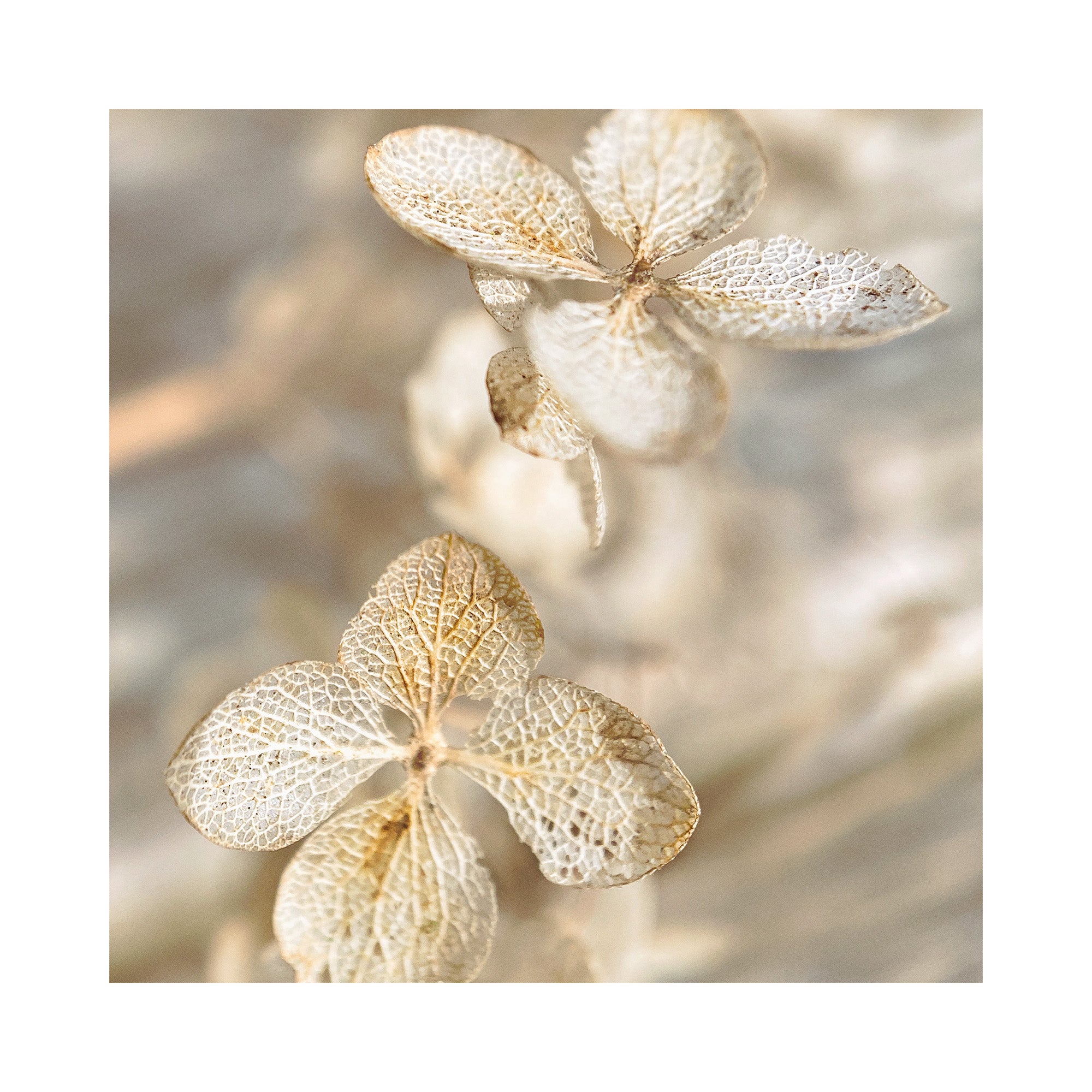 Dried Hydrangea Print