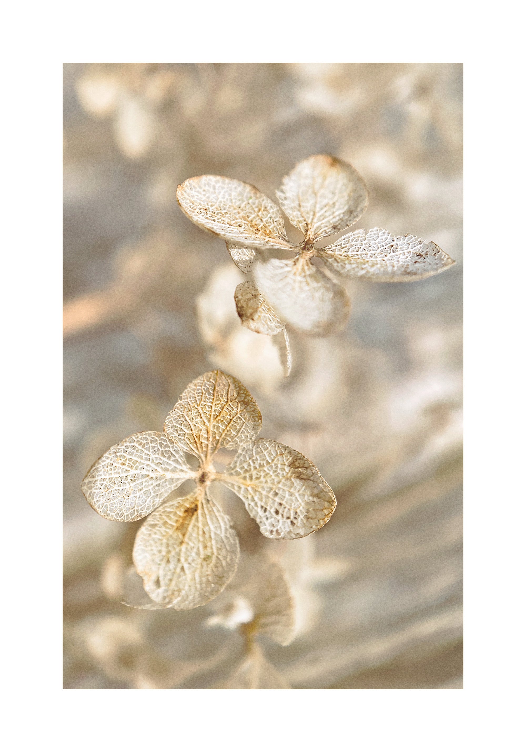 Dried Hydrangea Print