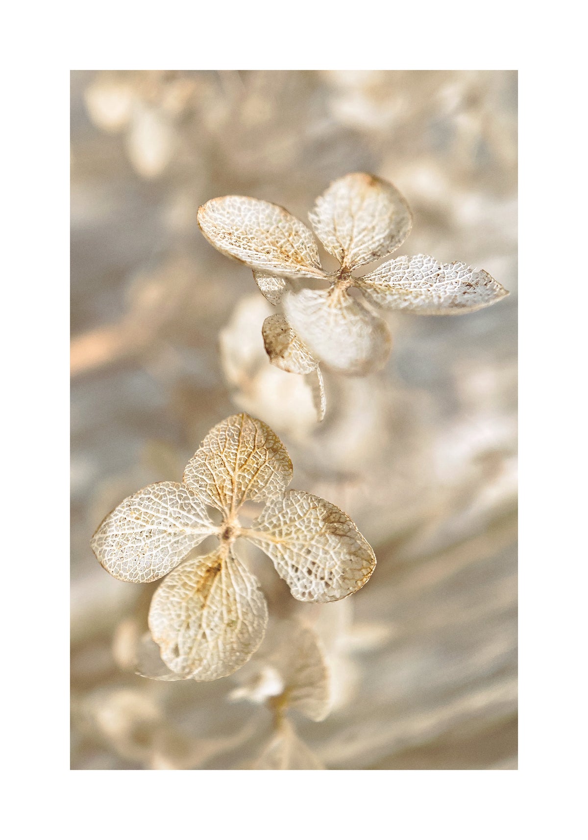 Dried Hydrangea Print