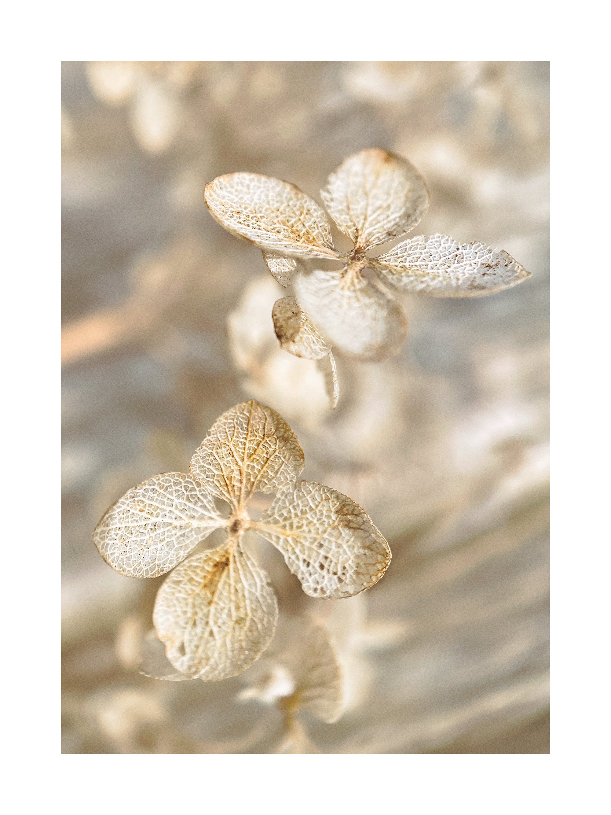 Dried Hydrangea Print