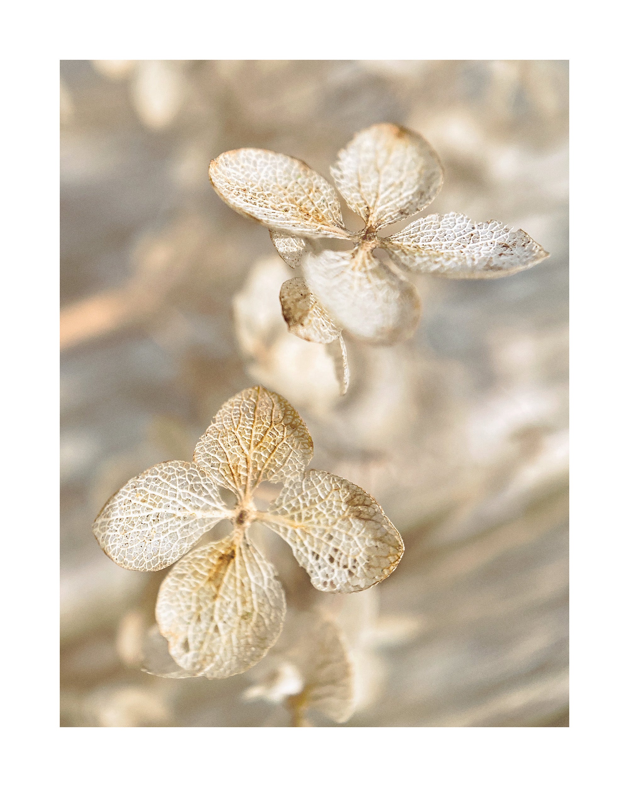 Dried Hydrangea Print