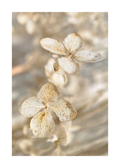 Dried Hydrangea Print