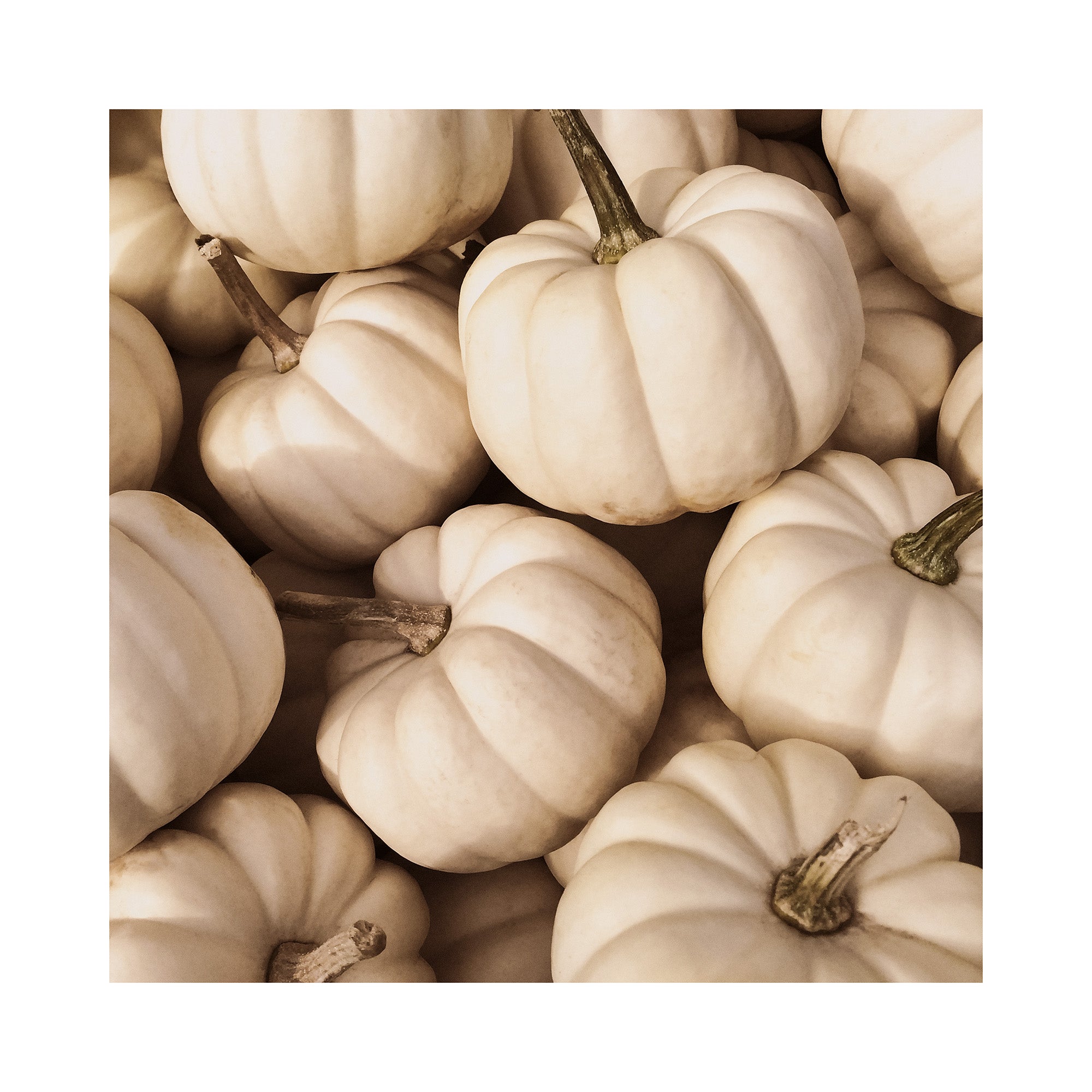 White Pumpkins Print