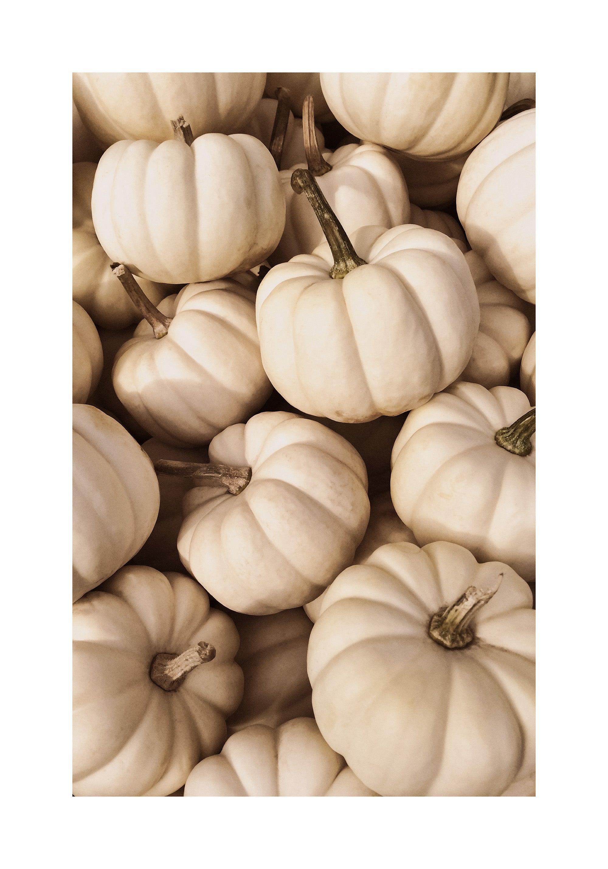 White Pumpkins Print