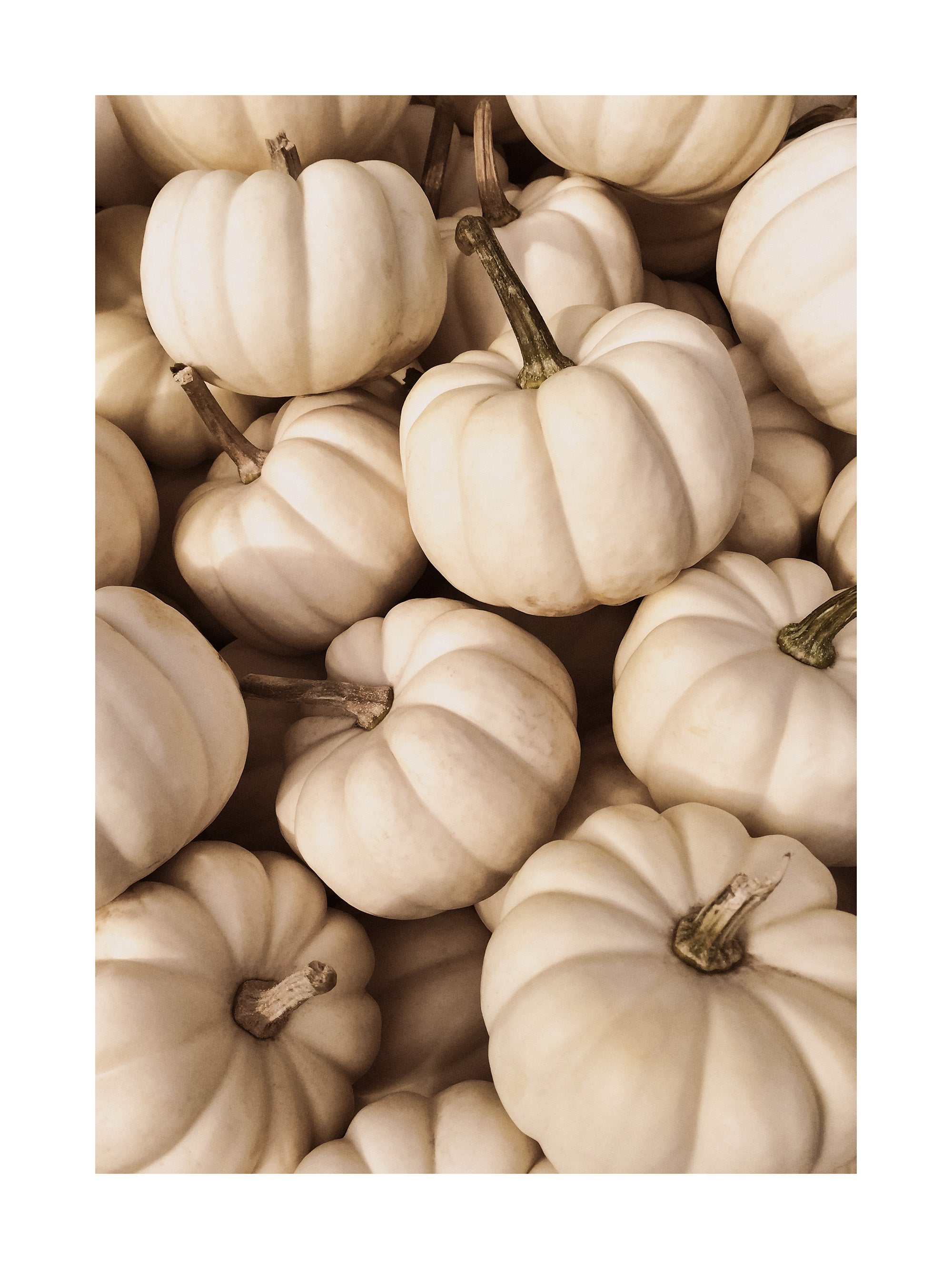 White Pumpkins Print