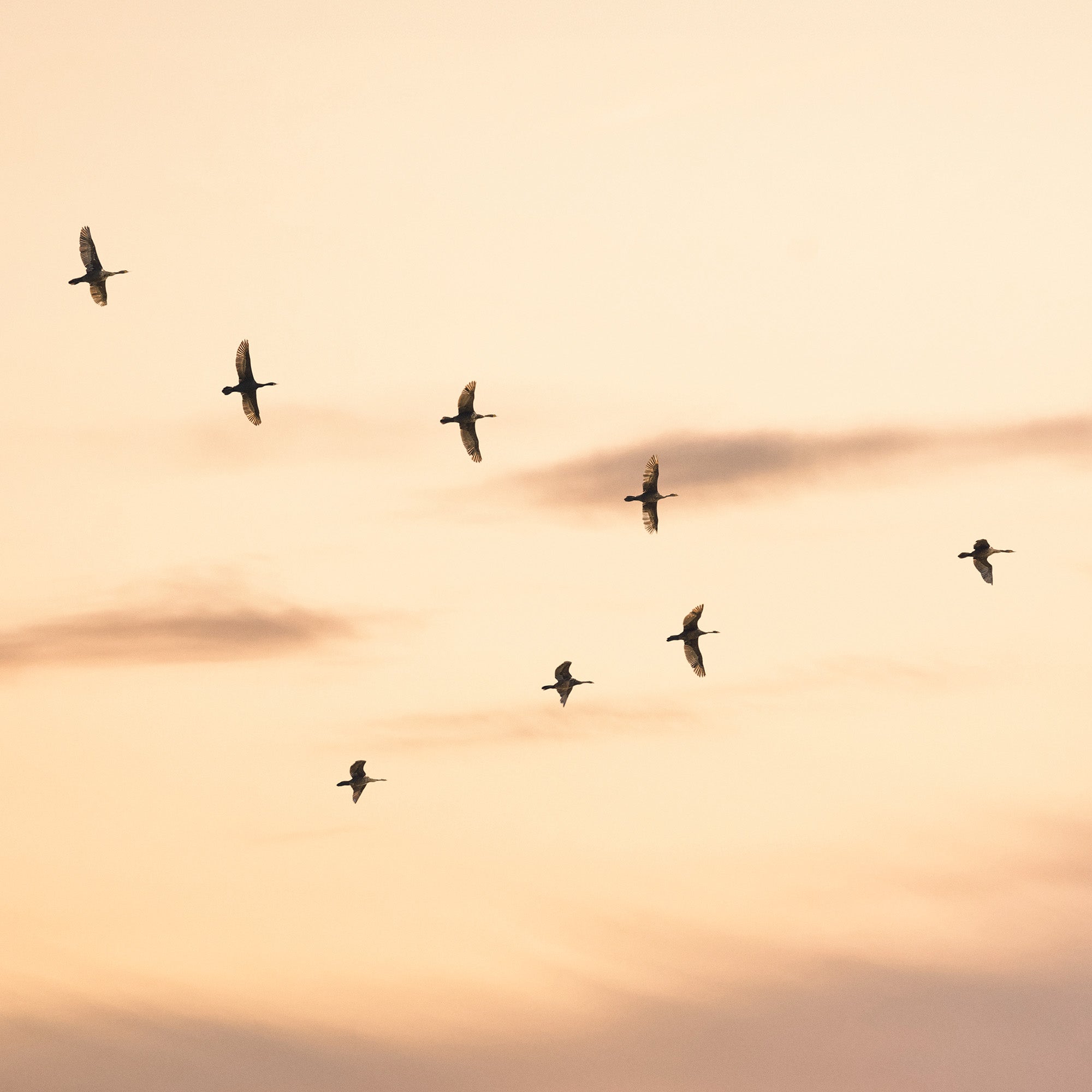 Migratory Birds Print