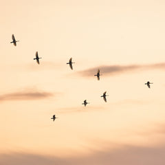 Migratory Birds Print