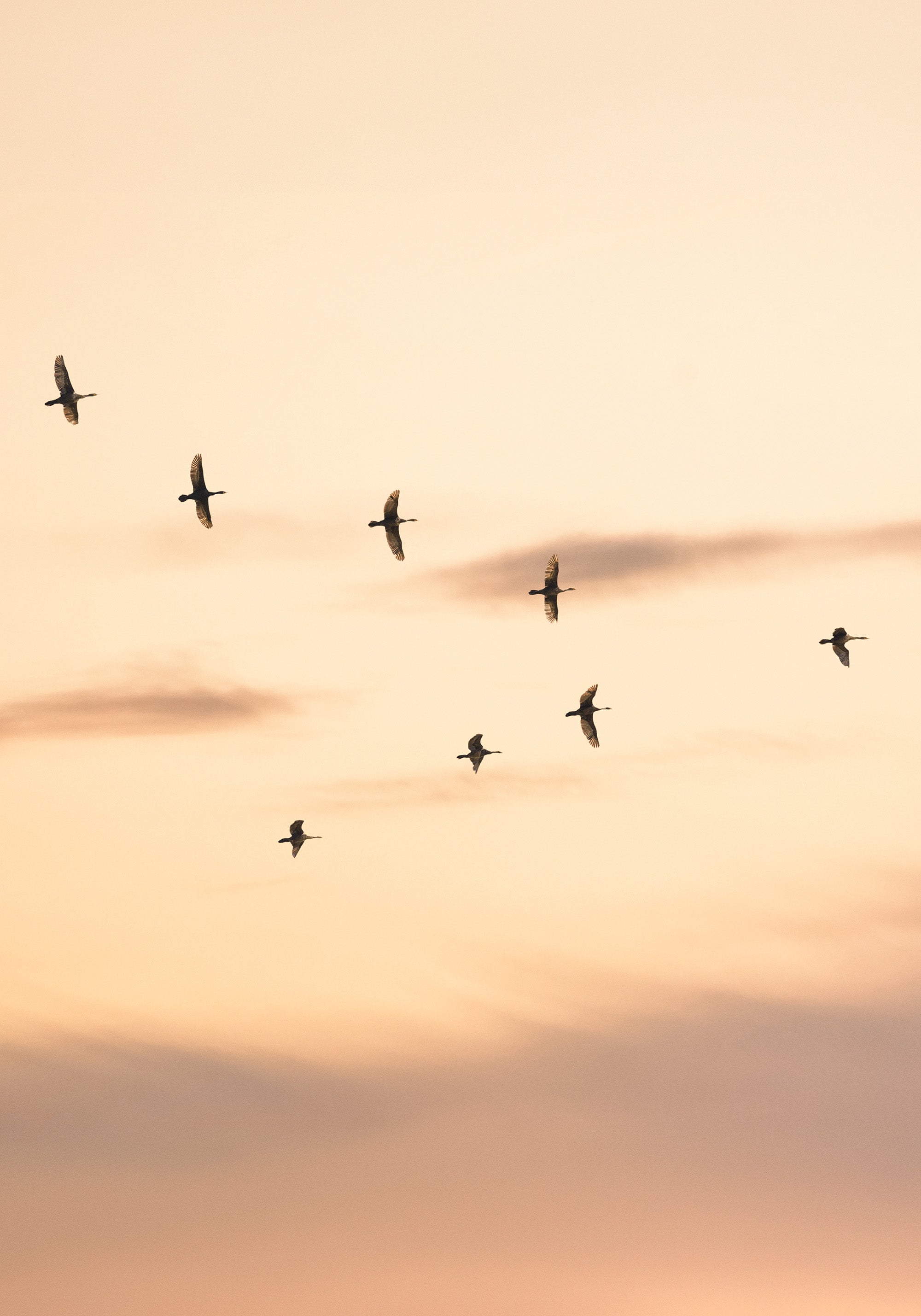 Migratory Birds Print
