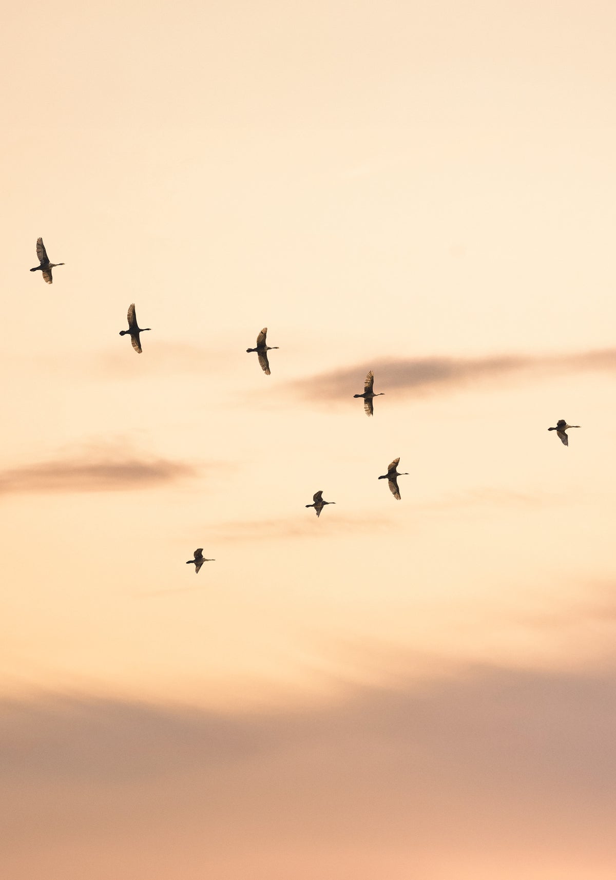 Migratory Birds Print